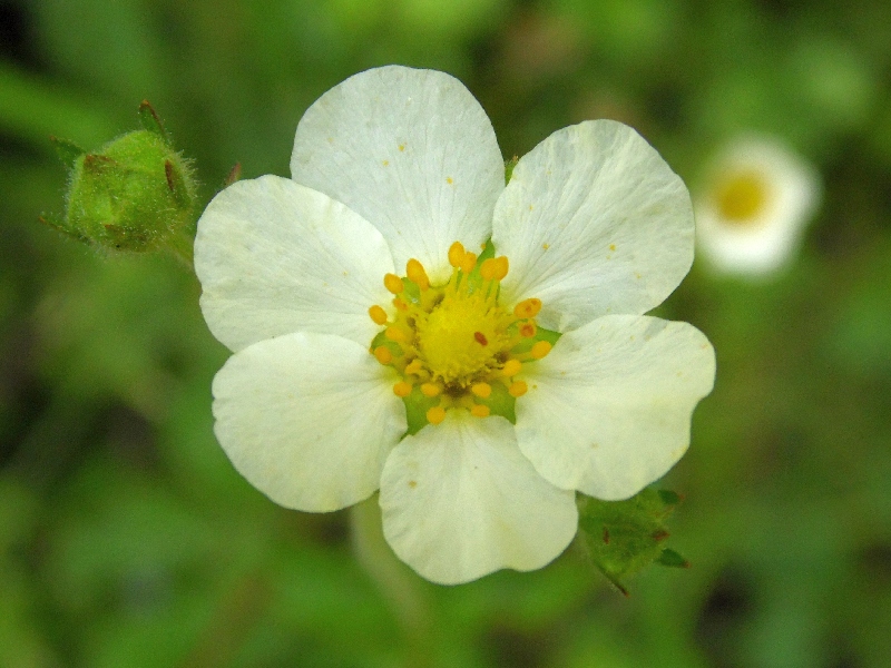 Potentilla rupestris / Potentilla rupestre